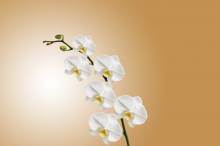 offrir des orchidées à Marseille 13013